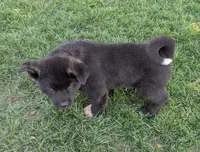 Gray collar, a male Akita for sale in Sioux Falls, SD – 5 of 9