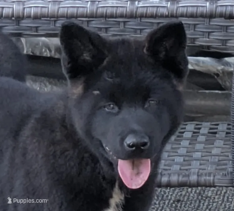 Pink collar – Akita puppy for sale in Sioux Falls, SD