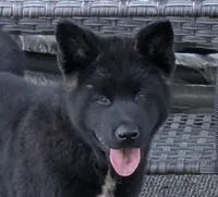 Pink collar, a female Akita for sale in Sioux Falls, SD – 1 of 8