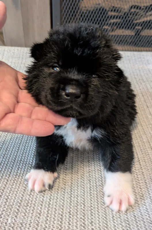 Purple rain – Akita puppy for sale in Sioux Falls, SD