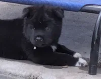 Gray Boy, a male Akita for sale in Sioux Falls, SD – 4 of 10