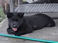 Orange collar, a female Akita for sale in Sioux Falls, SD – 4 of 8