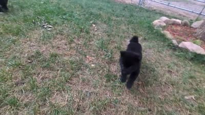 Blue Boy, a male Akita for sale in Sioux Falls, SD – 10 of 10