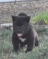 Blue Boy, a male Akita for sale in Sioux Falls, SD – 3 of 10