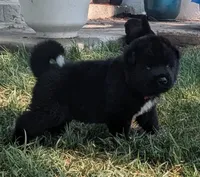 Red Collar, a male Akita for sale in Sioux Falls, SD – 4 of 10