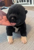 Little Green Apple, a female Akita for sale in Sioux Falls, SD – 4 of 10