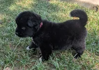 Red Collar, a male Akita for sale in Sioux Falls, SD – 5 of 10