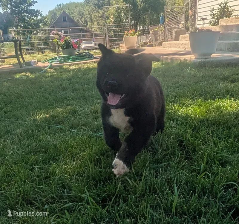 Gray collar – Akita puppy for sale in Sioux Falls, SD