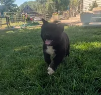 Gray collar, a male Akita for sale in Sioux Falls, SD – 4 of 9