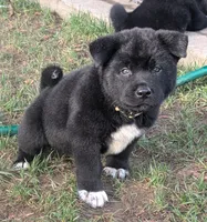 Gray Collar, a male Akita for sale in Sioux Falls, SD – 3 of 9