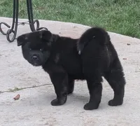 Pink collar, a female Akita for sale in Sioux Falls, SD – 2 of 8