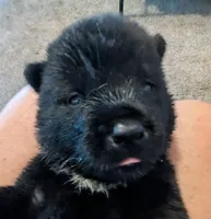 Little Boy Blue, a male Akita for sale in Sioux Falls, SD – 4 of 10