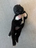 Little Green Apple, a female Akita for sale in Sioux Falls, SD – 5 of 10