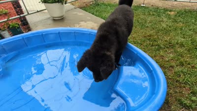 Pretty in Pink, a female Akita for sale in Sioux Falls, SD – 10 of 10