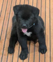 Blue Boy, a male Akita for sale in Sioux Falls, SD – 6 of 10