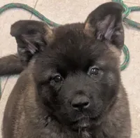 Green collar, a female Akita for sale in Sioux Falls, SD – 2 of 10