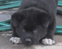 Yellow Collar, a female Akita for sale in Sioux Falls, SD – 2 of 9