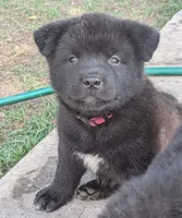 Red Collar, a male Akita for sale in Sioux Falls, SD – 1 of 10