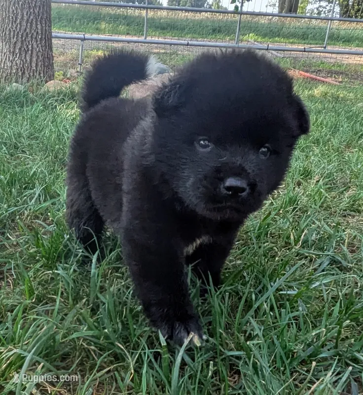 Little Pinky – Akita puppy for sale in Sioux Falls, SD