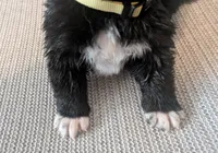 Yellow pear, a female Akita for sale in Sioux Falls, SD – 2 of 9