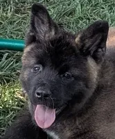 Gray collar, a male Akita for sale in Sioux Falls, SD – 2 of 9