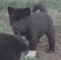 Green Collar, a female Akita for sale in Sioux Falls, SD – 6 of 10