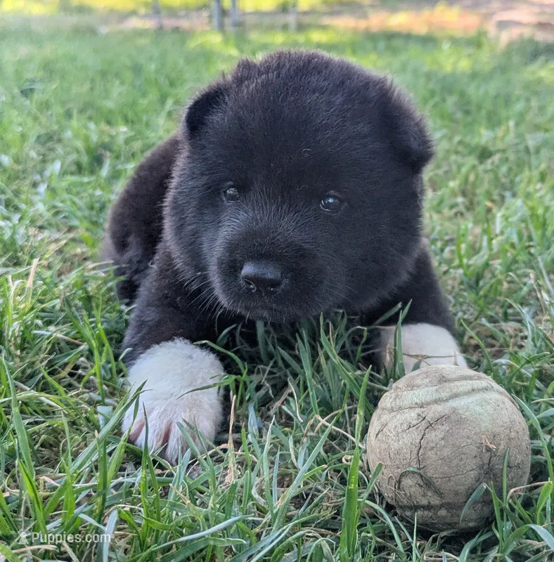 Little Green Apple – Akita puppy for sale in Sioux Falls, SD