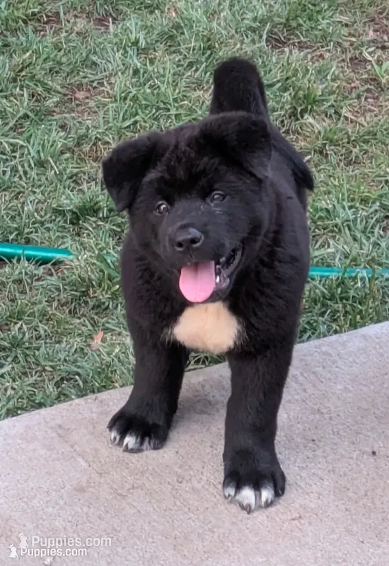 Pink collar – Akita puppy for sale in Sioux Falls, SD