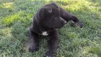 Blue collar, a male Akita for sale in Sioux Falls, SD – 5 of 10