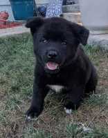 Pink Collar, a female Akita for sale in Sioux Falls, SD – 3 of 10
