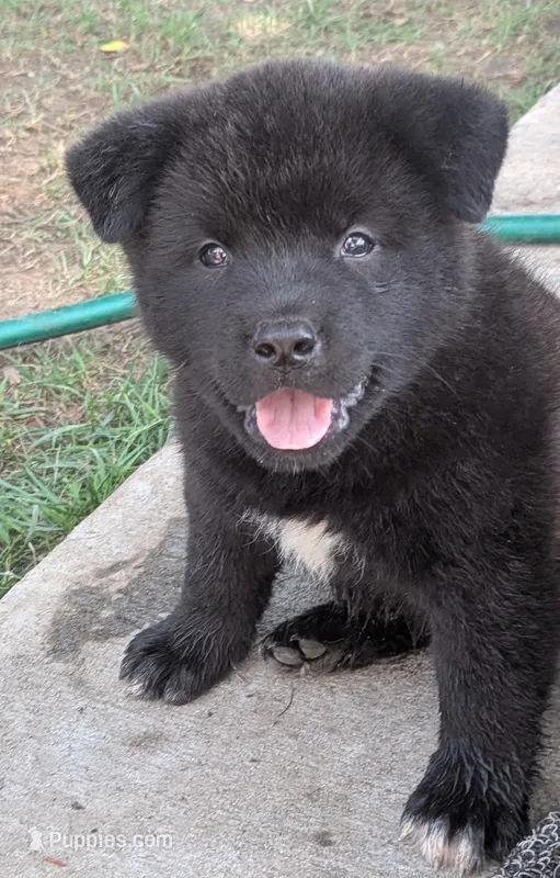 Pink Collar – Akita puppy for sale in Sioux Falls, SD