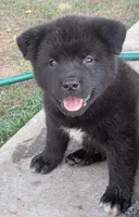 Pink Collar, a female Akita for sale in Sioux Falls, SD – 1 of 10