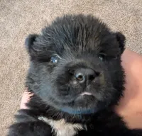 Big Red, a male Akita for sale in Sioux Falls, SD – 3 of 10