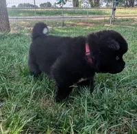 Pink Collar, a female Akita for sale in Sioux Falls, SD – 6 of 10