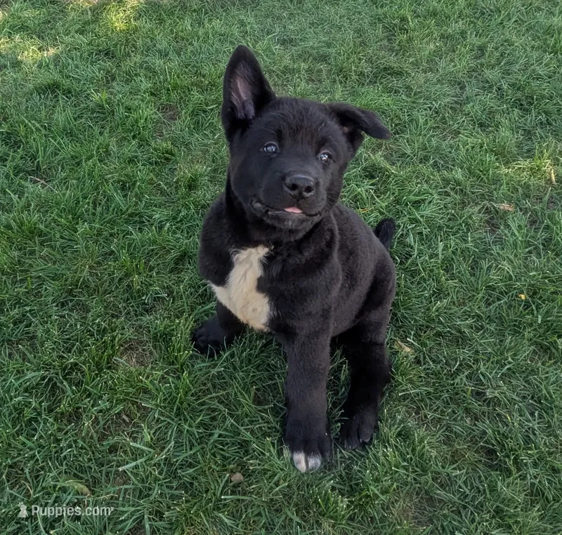 Blue collar – Akita puppy for sale in Sioux Falls, SD
