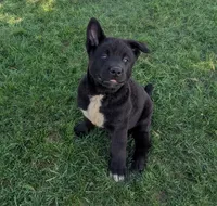 Blue collar, a male Akita for sale in Sioux Falls, SD – 1 of 10