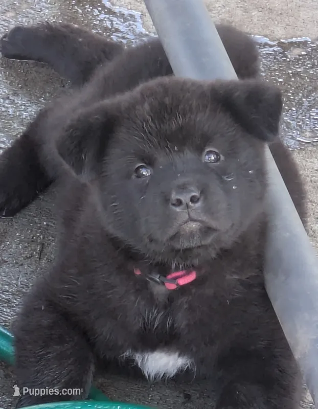 Pink Girl – Akita puppy for sale in Sioux Falls, SD