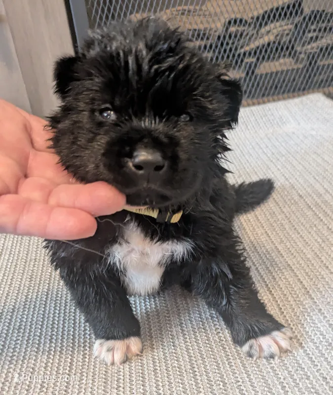 Yellow pear – Akita puppy for sale in Sioux Falls, SD