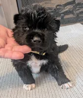 Yellow pear, a female Akita for sale in Sioux Falls, SD – 1 of 9