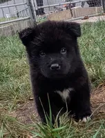 Pink collar, a female Akita for sale in Sioux Falls, SD – 5 of 10