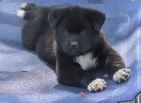 Gray Collar, a male Akita for sale in Sioux Falls, SD – 6 of 9