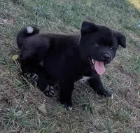 Pink Collar, a female Akita for sale in Sioux Falls, SD – 4 of 10