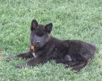 Yellow collar, a female Akita for sale in Sioux Falls, SD – 5 of 10