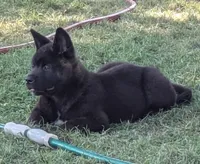 Orange collar, a female Akita for sale in Sioux Falls, SD – 2 of 8