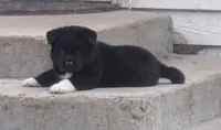Purple Boy, a male Akita for sale in Sioux Falls, SD – 5 of 10
