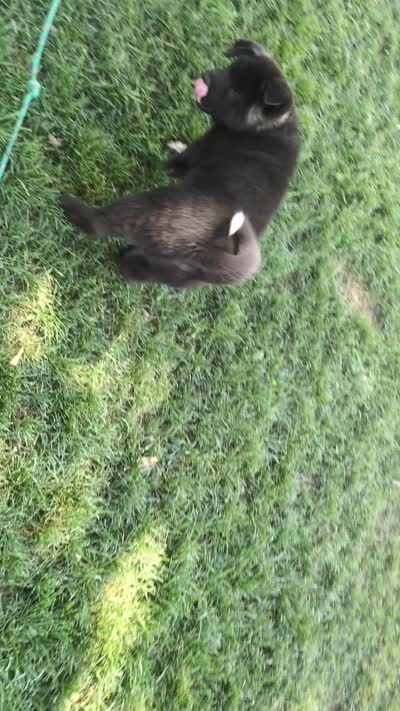 Gray collar, a male Akita for sale in Sioux Falls, SD – 8 of 9