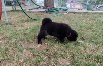 Pink collar, a female Akita for sale in Sioux Falls, SD – 10 of 10
