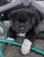 Green Collar, a female Akita for sale in Sioux Falls, SD – 2 of 10