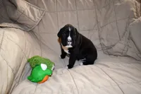 Shadow, a male Boxer for sale in Crawfordsville, IN – 5 of 7