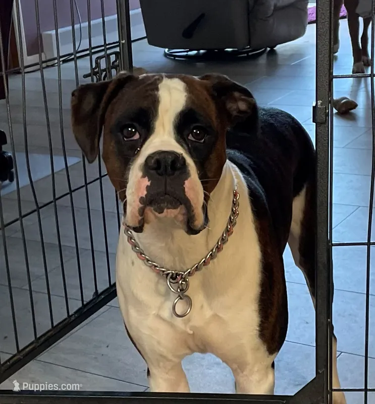 Litter Due – Boxer puppy for sale in Crawfordsville, IN